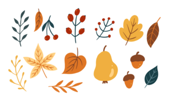 collection of autumn leaves and fruit element png