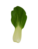 Leaf of Chinese cabbage isolated png