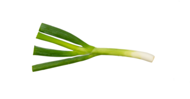 Fresh leek isolated. Green onion leaf element png