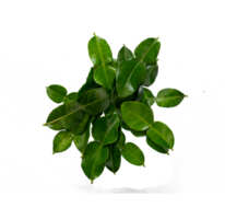 group of lime leaves isolated png