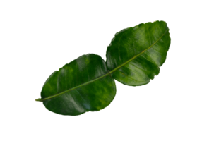 Whole lime leaf for spices and herbs isolated png
