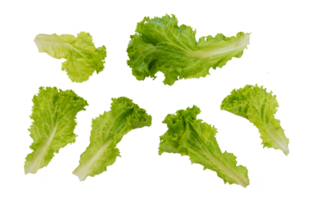 Set of fresh lettuce pattern. Collection of vegan food isolated png
