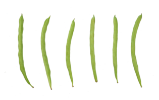 uppsättning av färsk bönor isolerat. friska mat element png