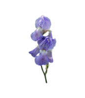 Iris light violet flower with leaves close-up, cutout with clipping path object, floral element of design, decor png