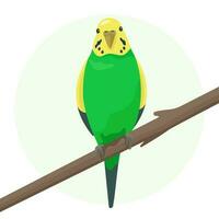 Cute flat vector parrot isolated on white background. Green and yellow small budgerigar sitting on a branch. Talking budgie. Domestic bird