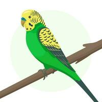 Cute flat vector parrot isolated on white background. Green and yellow small budgerigar sitting on a branch. Talking budgie in profile. Domestic bird