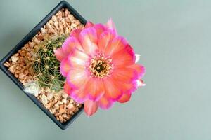 Close up fullboom flower of cactus photo