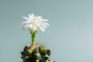 Close up fullboom flower of cactus photo