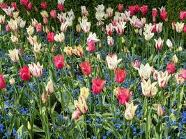 Tulip and forget me not display in a garden photo