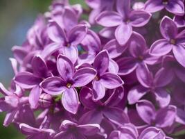 Closeup of purple blossom on a lilac tree photo