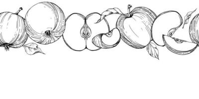 mano dibujado tinta manzana frutas maduro, lleno, rebanadas, monocromo vector, detallado describir, hojas sin costura horizontal bandera. aislado en blanco antecedentes diseño para pared arte, boda, imprimir, tela, tarjeta. vector