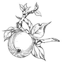 Hand drawn ink composition with apple fruits on branch with leaves, ripe and full, monochrome vector, detailed outline. Isolated on white background. Design for wall art, wedding, print, fabric, card. vector