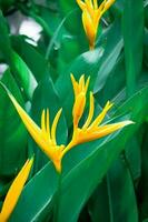 Bird of paradise flowers yellow with green leaves There are many in Asia. photo