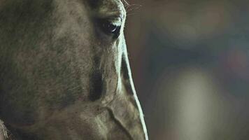 Pferd Augen Nahansicht schleppend Bewegung Video. Pferdesport Einrichtung. video