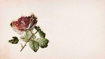 Vintage Flower Reveal With Blank Space video