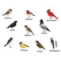 patio interior aves gorrión, piñonero, rojo cardenal, corona, paloma, teta, paro, tordo pájaro carpintero. vector