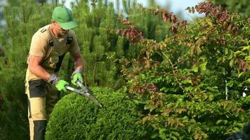 garniture et façonner trop développé buisson. video