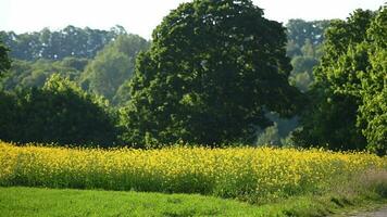 Countryside Landscape Of Tall Yellow Flowering Meadow video