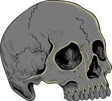 Skull design and skull vector art