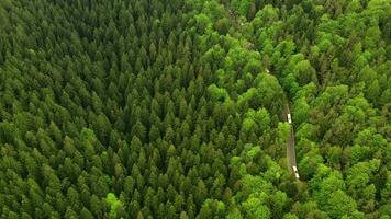 noi allenatori convoglio su il strada depressione il denso conifero foresta video