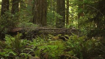 calme et silencieux Californie séquoia forêt video