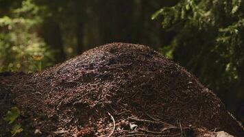 fourmis sont eusocial insectes. fourmis monticule colonie video