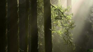 increíble antiguo secoya bosque video