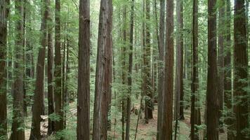 hermosa antiguo secoya bosque cerca creciente ciudad, California video