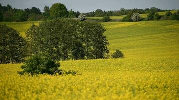 cênico panorama do árvores e colza Fazenda com amarelo florescendo flores video