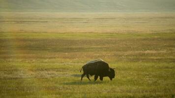 Weiß und braun amerikanisch Bison auf ein Prärie video