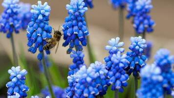 un abeja recoge néctar en un flor muscari, lento movimiento video