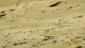 um caranguejo fantasma cavando areia para fazer um buraco na praia video