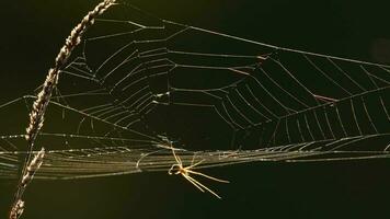 spin web Bij terug licht vroeg mistig ochtend- video
