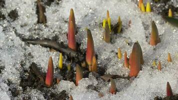 Zeitrafferaufnahme von schmelzendem Schnee zwischen Sprossen und Blättern der Muscari-Frühlingsblume video