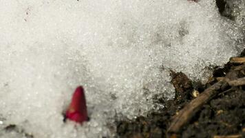 Time Lapse shot of melting snow unveiling peony sprout video