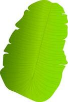 Illustration of banana leaf in green color. vector