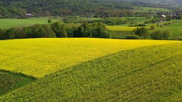 Aerial Scenic Rural Landscape Of Rapeseed Field video