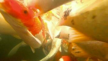 koi en estanque de peces bajo el agua. koi nishikigoi, son una forma coloreada de carpa amur video