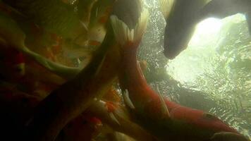 koi en estanque de peces bajo el agua. koi nishikigoi, son una forma coloreada de carpa amur video