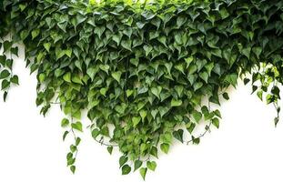 Hanging vines ivy foliage jungle bush, heart shaped green leaves climbing plant nature backdrop , generate ai photo