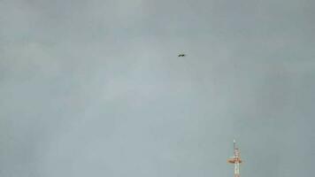 lange Schuss, ein Vogel fliegt im das Blau Himmel. Freiheit und Gleichberechtigung Konzept. Vogel Leben im das wild video