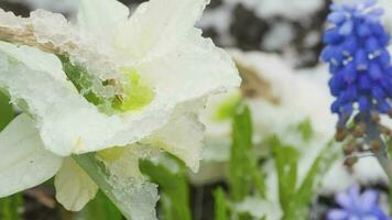 Delicate Narcissus flower under snowfall in early spring, time lapse video
