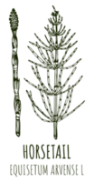 ritningar av fält fräken. hand dragen illustration. latin namn equisetum arvense l. png