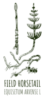 ritningar av fält fräken. hand dragen illustration. latin namn equisetum calderi b. png