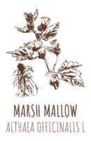 disegni di palude malva. mano disegnato illustrazione. latino nome althaea officinalis l. png