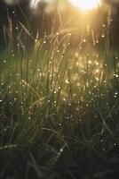 a close up of grass with dew drops on it and a blurry background of the grass and the sun shining through the drops of the grass on the grass is a sunny day light. photo