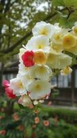 chino Suzhou jardín, amarillo rojo blanco begonia flor, pétalos alto definición, detalle, lleno de flores, hermoso, antecedentes claramente visible blanco cerca y ventanas, generar ai foto