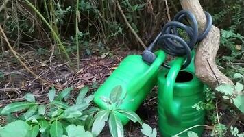 Green watering cans were chained at a tree on a graveyard to prevent theft crime with security lock so the cans cannot be stolen and watering is possible video