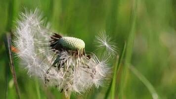 Dandelion seeds in spring on windy day as close-up macro view shows fragility of fluffy seeds in springtime to represent allergies and allergic reactions and a beautiful childhood with softness video