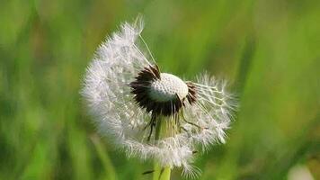 Dandelion seeds in spring on windy day as close-up macro view shows fragility of fluffy seeds in springtime to represent allergies and allergic reactions and a beautiful childhood with softness video